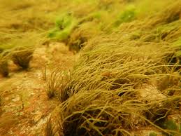 Attēlu rezultāti vaicājumam “Lemanea fluviatilis”