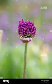 Attēlu rezultāti vaicājumam “Allium schoenoprasum bud”