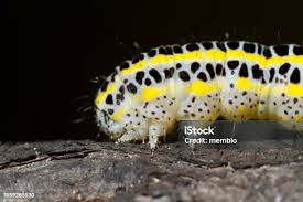 Attēlu rezultāti vaicājumam “Nematus salicis larva”