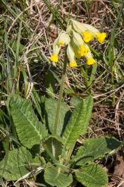 Image result for Himmelschlüssel