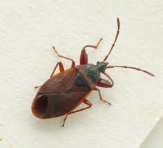 Attēlu rezultāti vaicājumam “Gastrodes grossipes”