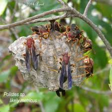 Attēlu rezultāti vaicājumam “Polistes”