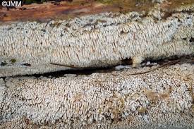 Attēlu rezultāti vaicājumam “Schizopora paradoxa”