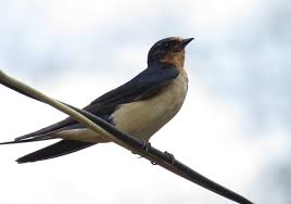 Attēlu rezultāti vaicājumam “Hirundo rustica”