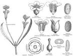 Angiosperm families - <b>Loganiaceae</b> Mart.