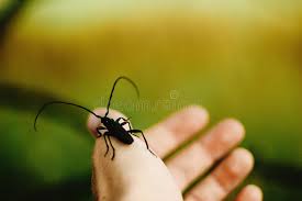 Attēlu rezultāti vaicājumam “Monochamus urussovi”