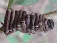 Attēlu rezultāti vaicājumam “Psychidae”