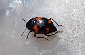 Attēlu rezultāti vaicājumam “Scaphidium quadrimaculatum”