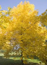 Attēlu rezultāti vaicājumam “Carya”