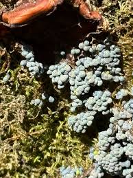 Attēlu rezultāti vaicājumam “Stemonitopsis typhina var. similis”