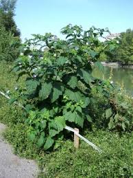 Attēlu rezultāti vaicājumam “Nicandra physalodes”