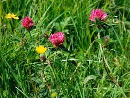 Attēlu rezultāti vaicājumam “Trifolium pratense”