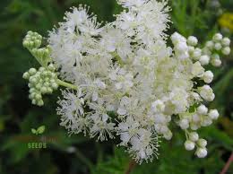 Attēlu rezultāti vaicājumam “Filipendula ulmaria”