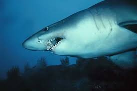 Image result for Odontaspis ferox