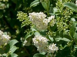 Attēlu rezultāti vaicājumam “Ligustrum vulgare”