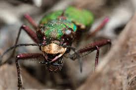 Attēlu rezultāti vaicājumam “Cicindela campestris”