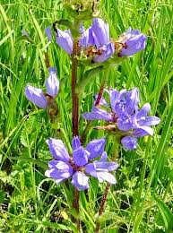 Attēlu rezultāti vaicājumam “Campanula cervicaria flower”