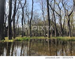 Image result for New Forest/Waterside