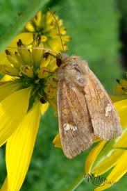 Attēlu rezultāti vaicājumam “Amphipoea”
