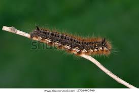 Attēlu rezultāti vaicājumam “Lasiocampidae”