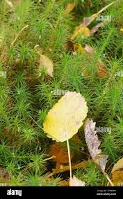 Attēlu rezultāti vaicājumam “Polytrichum commune”