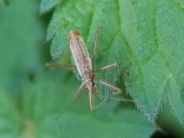 Attēlu rezultāti vaicājumam “Nabis limbatus”