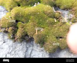 Attēlu rezultāti vaicājumam “Schistidium apocarpum macro”