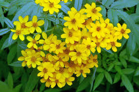 Attēlu rezultāti vaicājumam “Tagetes”