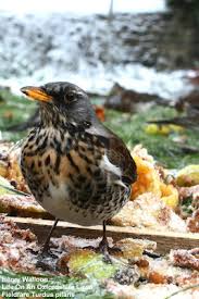 Attēlu rezultāti vaicājumam “Turdus pilaris adult”