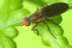 Attēlu rezultāti vaicājumam “Craspedosoma rawlinsi”