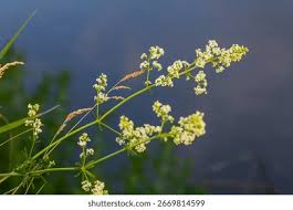 Attēlu rezultāti vaicājumam “Galium album fruit”