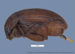 Attēlu rezultāti vaicājumam “Licea castanea macro”