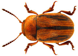 Attēlu rezultāti vaicājumam “Gonioctena viminalis”