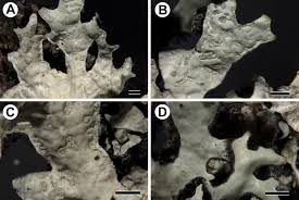 Attēlu rezultāti vaicājumam “Parmelia serrana”