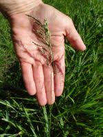 Attēlu rezultāti vaicājumam “Poa angustifolia”