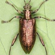 Attēlu rezultāti vaicājumam “Donacia clavipes”