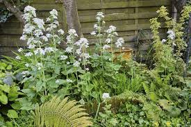 Image result for Lunaria annua