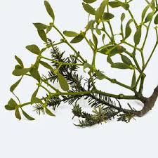 Attēlu rezultāti vaicājumam “Viscum album leaf”