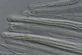 Attēlu rezultāti vaicājumam “Stictis”