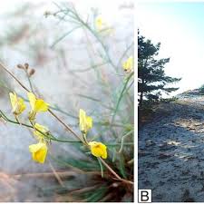 Attēlu rezultāti vaicājumam “Linaria loeselii flower”