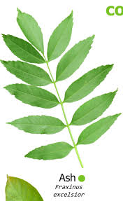 Attēlu rezultāti vaicājumam “Fraxinus excelsior leaf”