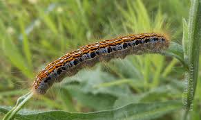 Attēlu rezultāti vaicājumam “Malacosoma castrensis larva”
