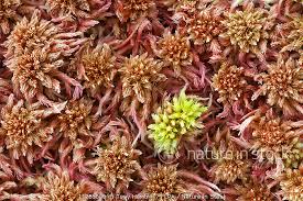 Attēlu rezultāti vaicājumam “Sphagnum capillifolium”