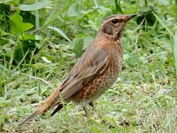 Image result for Turdus naumanni