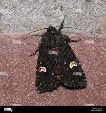 Attēlu rezultāti vaicājumam “Melanchra persicariae”