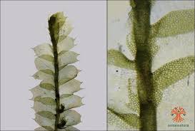 Attēlu rezultāti vaicājumam “Lophocolea bidentata”