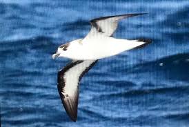 Image result for Pterodroma hasitata