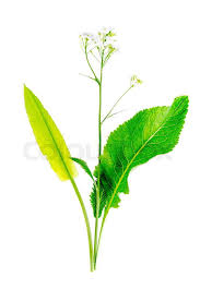 Attēlu rezultāti vaicājumam “Armoracia rusticana leaf”