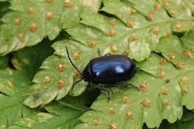 Attēlu rezultāti vaicājumam “Agelastica alni”