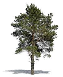 Attēlu rezultāti vaicājumam “Pinus sylvestris”
